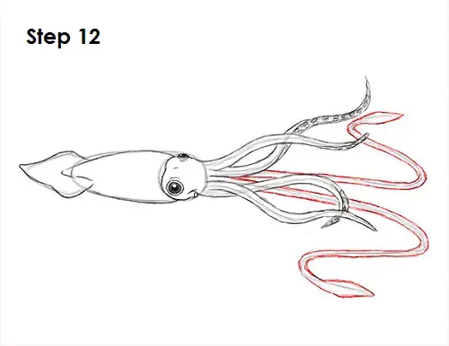 Squid Drawing 12 Draw Squid 12