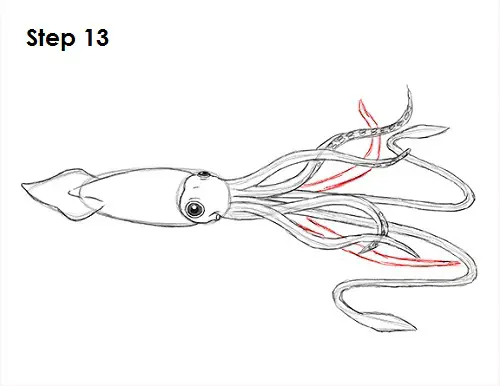 Squid Drawing 13 Draw Squid 13