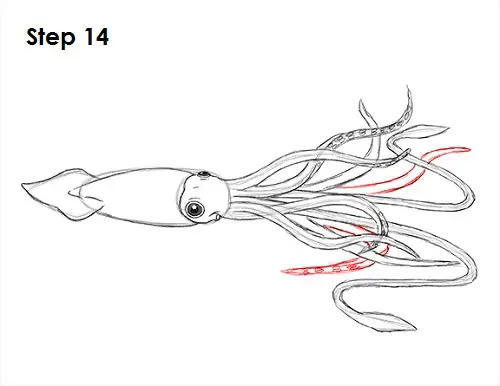 Squid Drawing 14 Draw Squid 14