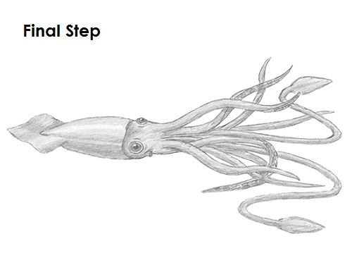 Squid Drawing Draw a Squid