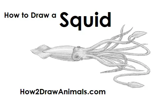 Draw Squid