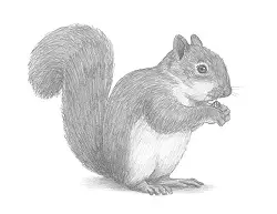 How to Draw a Gray Squirrel Eating