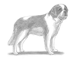 How to Draw a St. Bernard