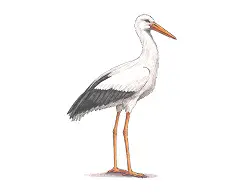 How to Draw a White Stork Bird Side View