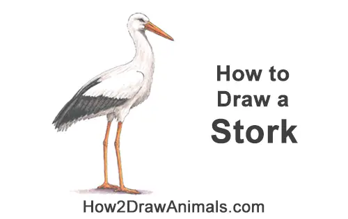 How to Draw a White Stork Bird Side View
