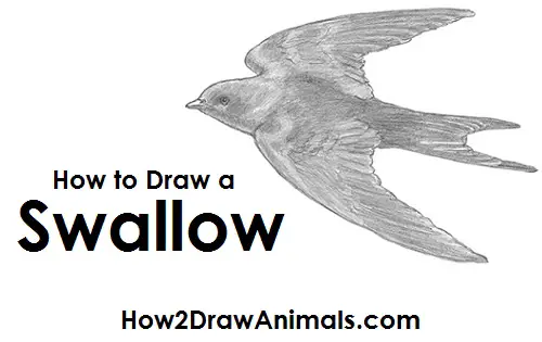 Swallow Bird Drawing Draw Swallow Bird