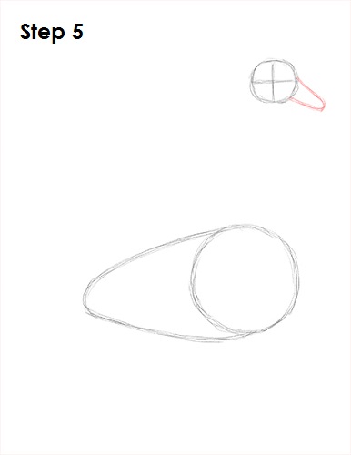 Swan Drawing 5 Draw Swan 5