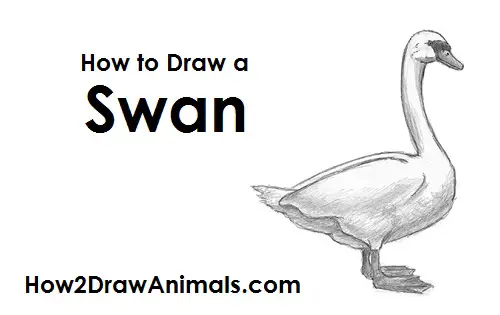 Draw Swan