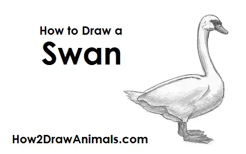 Swan Drawing Draw Swan