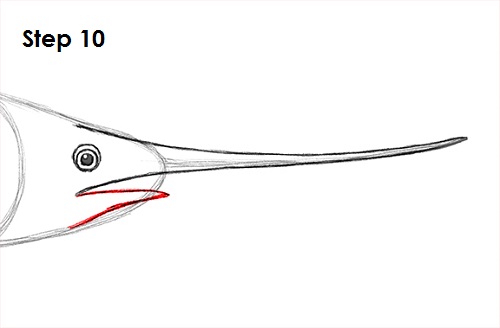 Swordfish Drawing 10 Draw Swordfish 10