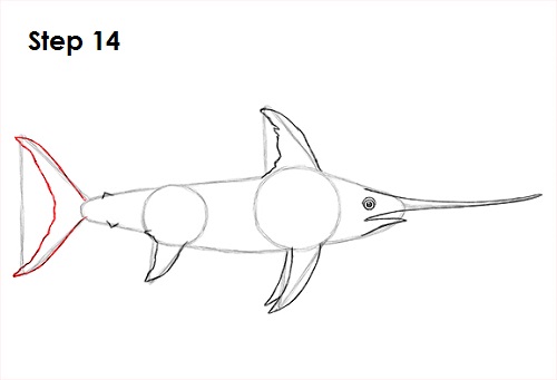 Swordfish Drawing 14 Draw Swordfish 14
