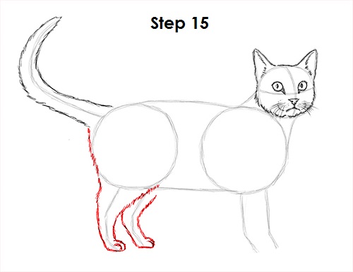 Tabby Cat Drawing 15 Draw Tabby Cat 15