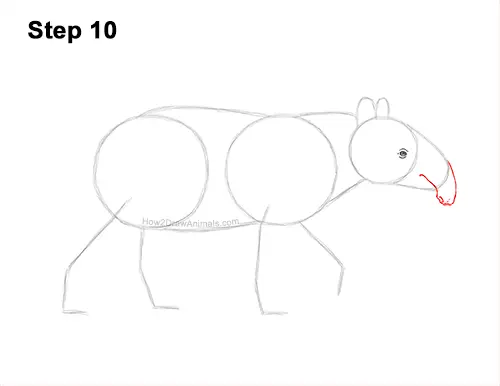 How to Draw a Tapir VIDEO & Step-by-Step Pictures