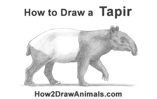 How to Draw a Tapir Malayan Asian Indian Side