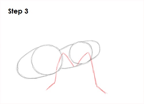 Tarantula Spider 3 Draw Tarantula 3