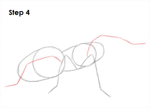 Draw Tarantula 4