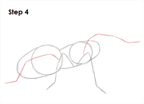 Tarantula Spider 4 Draw Tarantula 4
