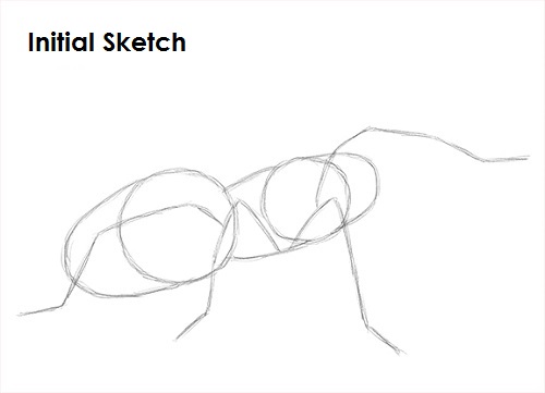 Draw Tarantula Sketch