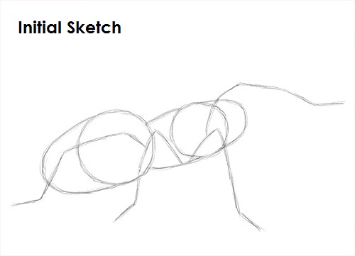 Tarantula Spider Sketch Draw Tarantula Sketch