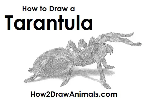Draw a Tarantula Spider How to Draw a Tarantula