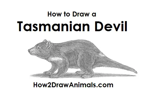 Draw Tasmanian Devil