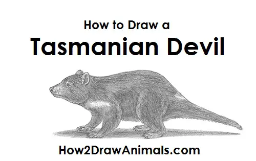 Tasmanian Devil Drawing Draw Tasmanian Devil