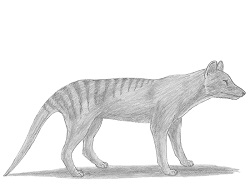 How to Draw a Tasmanian Tiger