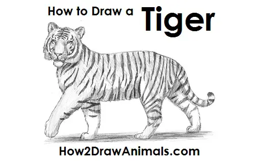 How to Draw a Siberian Tiger Side View