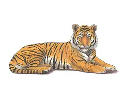 How to Draw a Tiger Laying Down Side Color