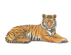 How to Draw a Tiger Lying Laying Down Color