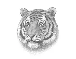 How to Draw a Siberian Tiger Head Detail