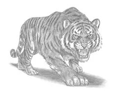 How to Draw a Tiger Roaring