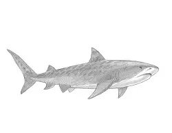 How to Draw a Cool Tiger Shark Swimming