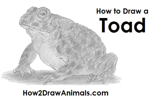 Toad Drawing Draw Toad