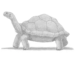 How to Draw a Tortoise Side View