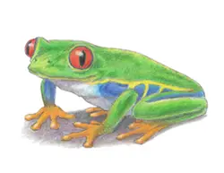 How to Draw a Red-Eyed Tree Frog