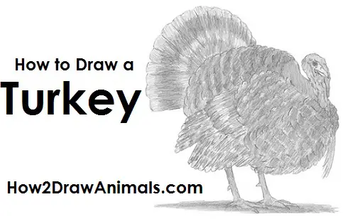 Draw a Turkey