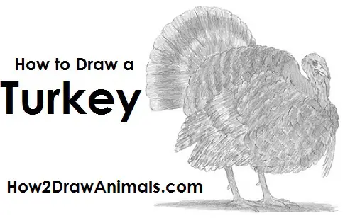 How to Draw a Turkey Draw a Turkey