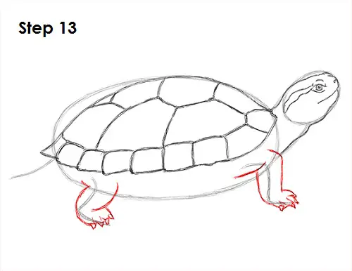 How to Draw a Turtle (RedEared Slider)
