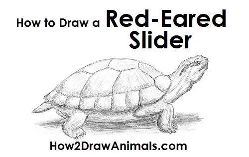 Turtle Drawing Draw Turtle