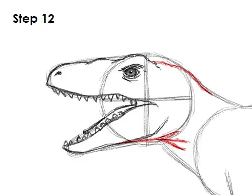 Draw a Velociraptor 12