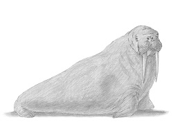 How to Draw a Walrus Side View