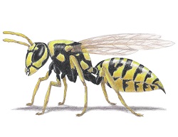How to Draw a Wasp Yellowjacket Hornet