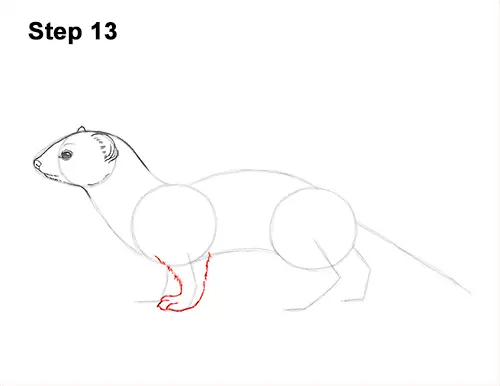 How to Draw a Common Least Weasel 13