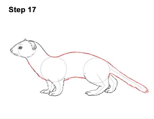 How to Draw a Common Least Weasel 17