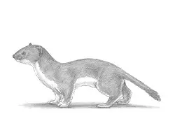 How to Draw a Common Least Weasel