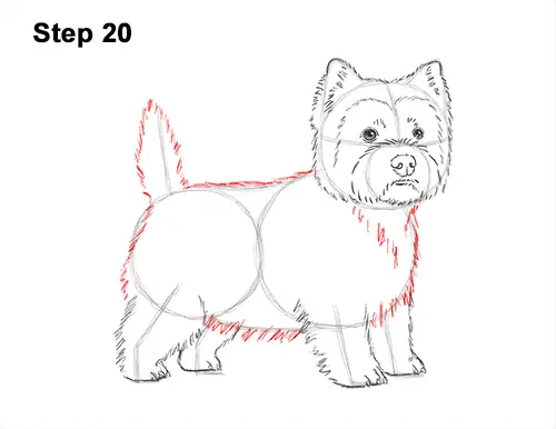 How to Draw a West Highland White Terrier Puppy Dog 20