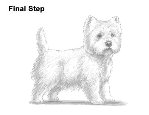 How to Draw a West Highland White Terrier Puppy Dog