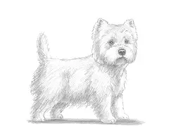 How to Draw a West Highland White Terrier Puppy Dog
