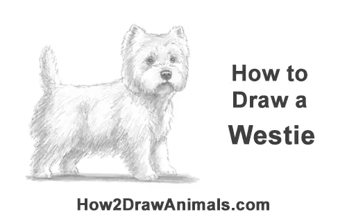 How to Draw a West Highland White Terrier Puppy Dog
